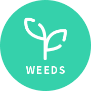 WEEDS